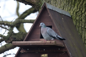 Stock dove, Columba oenas