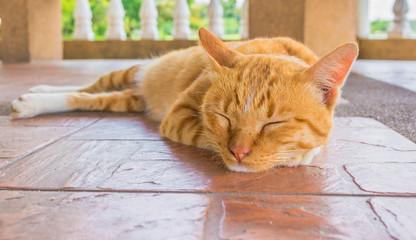 Pretty cat sleep in outside the house image