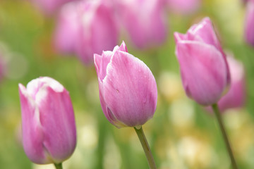 Tulips, Tulip