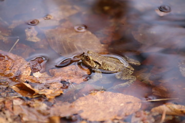 Moor Frog In The Water