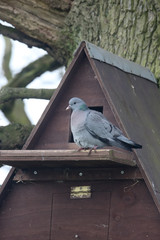 Stock dove, Columba oenas