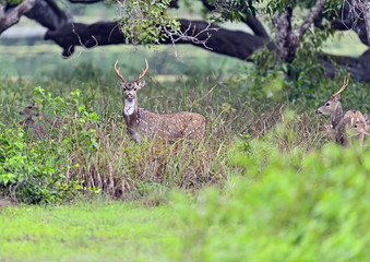 Spotted deer