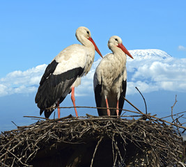 Stork