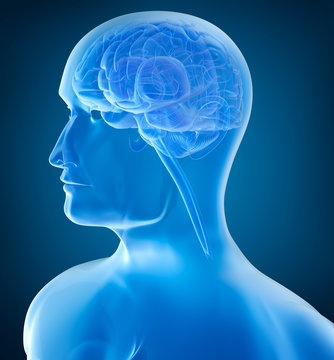 Human head and brain in xray