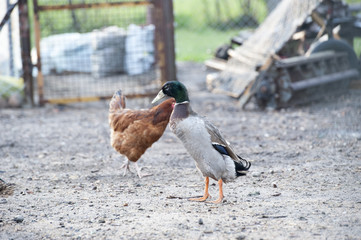 Kaczka © patryk77