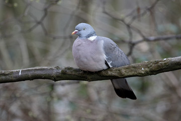 Wood pigeon, Columba palumbus