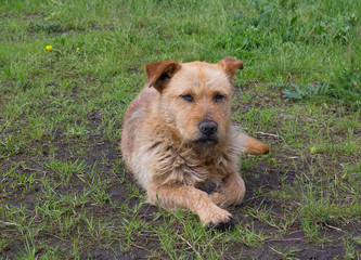 Homeless red dog on a green grass