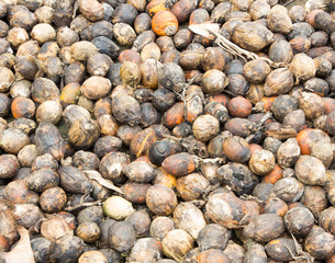 Dried Betel Nut or Areca Nut