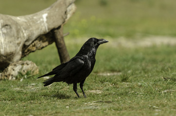 Raven on ground. The profile view.