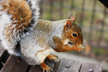 Squirrel, park, rodent, cute, tree, bench, furry