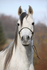 Amazing arabian horse with show halter
