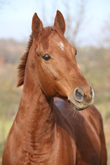 Nice chestnut horse looking at you