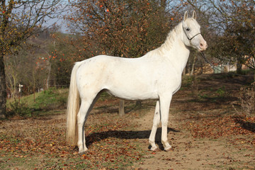 Obraz na płótnie Canvas Beautiful white horse on pasturage