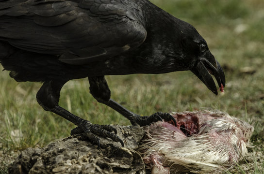 Raven is eating a chicken.