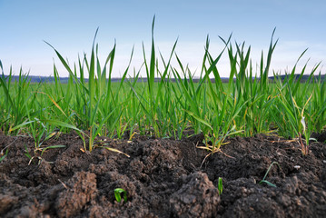 Grain field, wheat in soil