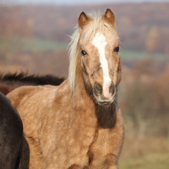 Fototapeta premium Adorable pony in autumn