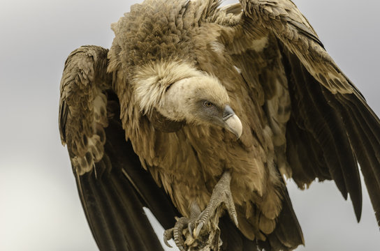 A closeup of a vulture on a tree.