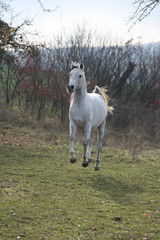 Fototapeta premium White arabian stallion running