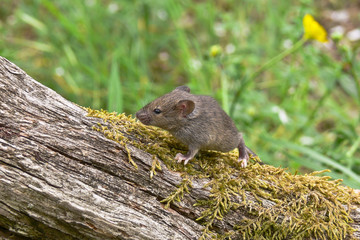 topolino domestico (Mus domesticus) ritratto