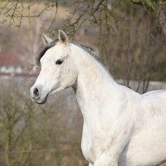 Fototapeta na wymiar White arabian stallion running