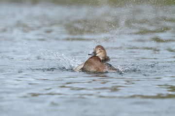Fototapeta premium Common Pochard, Pochard, Aythya ferina