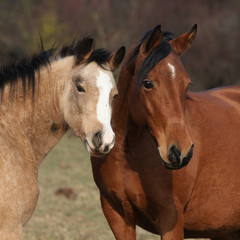 Fototapeta premium Two horses looking at you