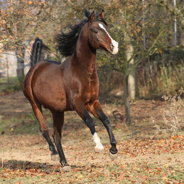 Brown arabian stallion running in paddock