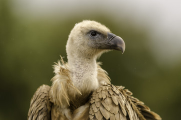 Closeup of a vulture head. 