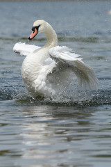 Mute Swan, Cygnus olor