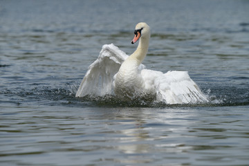 Mute Swan, Cygnus olor