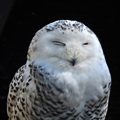 Sleeping owl, Bubo scandiacus