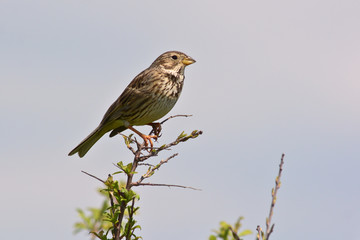 Strillozzo (Emberiza calandra) su ramo in canto