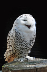 Bird owl, animal Nyctea scandiaca