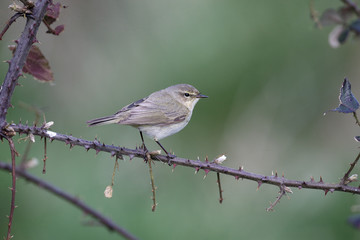 Chiffchaff, Phylloscopus collybita