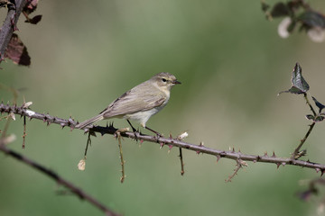 Chiffchaff, Phylloscopus collybita