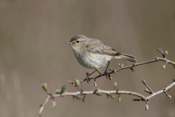 Chiffchaff, Phylloscopus collybita