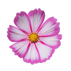 Fleur de cosmos rose et blanc