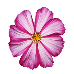 Fleur de cosmos rose et blanc