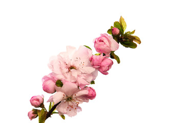 Sakura blossom on a white background