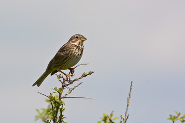 strillozzo (Emberiza calandra) su ramo in canto