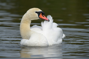 Fototapeta premium Mute Swan, Cygnus olor