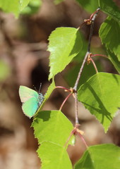 Schmetterling Grüner Zipfelfalter an Birkenblatt