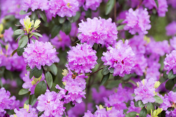 Rhododendron bloom in spring. Beautiful picture.