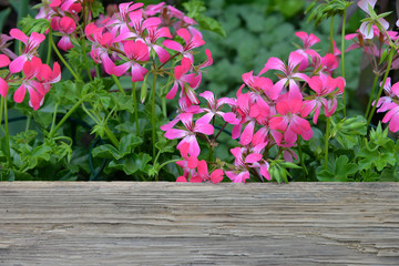 Frühlingsblumen auf einem holzbrett