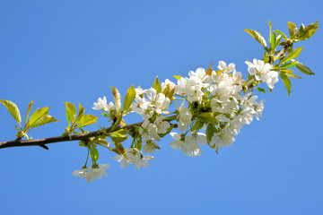 Kirschblüten Zweig gegen Sonnen