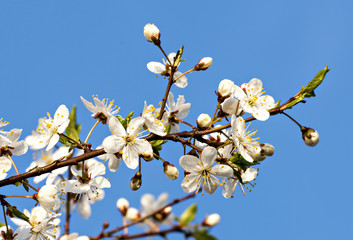 Blossoming cherry tree
