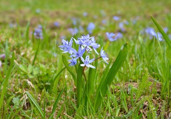 Scilla bifolia (alpine squill or two-leaf squill)