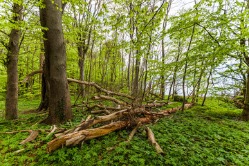 Gespensterwald Nienhagen