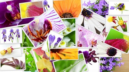 Various colorful flowers photo collage