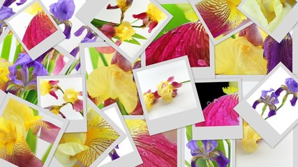 Purple and yellow iris flowers photo collage